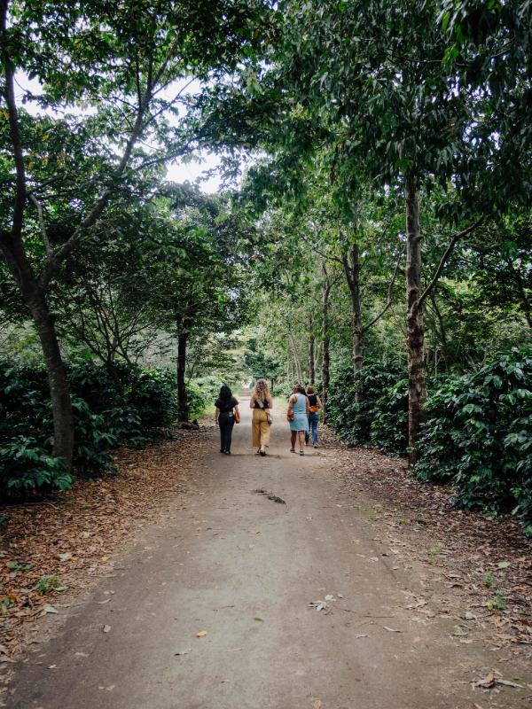 Three people walking away on a dirt path surrounded by a dense green forest with tall trees and fallen leaves.